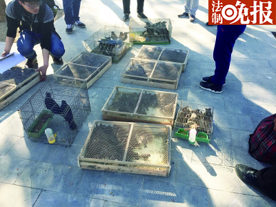 ▲这些被放生的鸟是一名自称八大处附近农户的人卖给放生者的摄/记者 张群琛