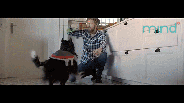 dogjackg2