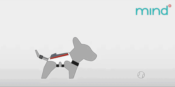 dogjackg1