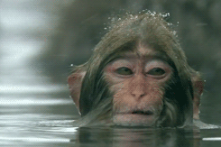 monkey hair