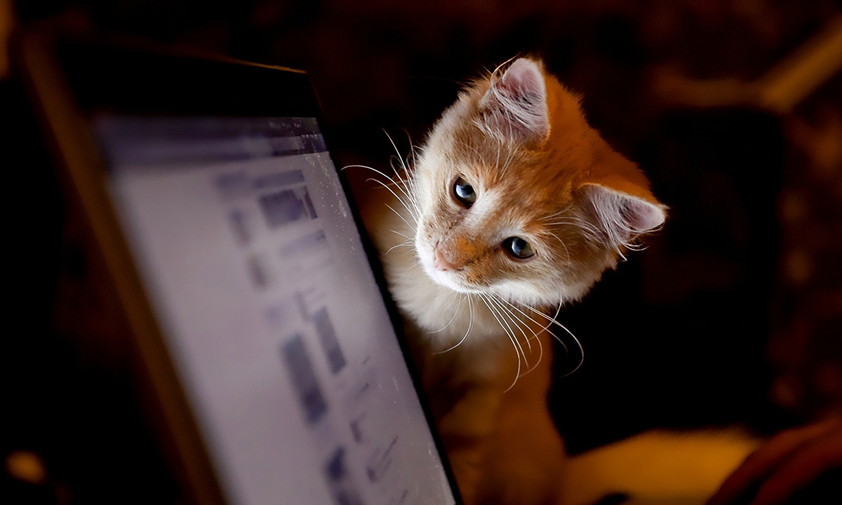 cat_computer_curiosity_56487_3840x2160